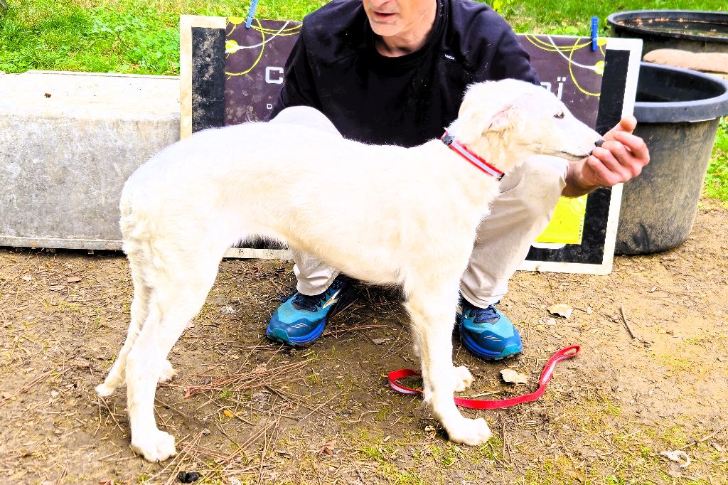 du Joyau des Bois - Chiots disponibles - Barzoi